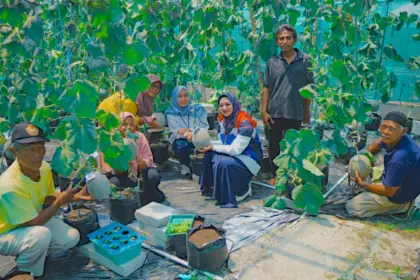 Kilang pertamina cilacap panen melon golden aroma 1