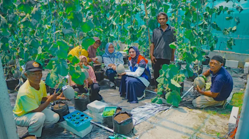 Kilang pertamina cilacap panen melon golden aroma 1