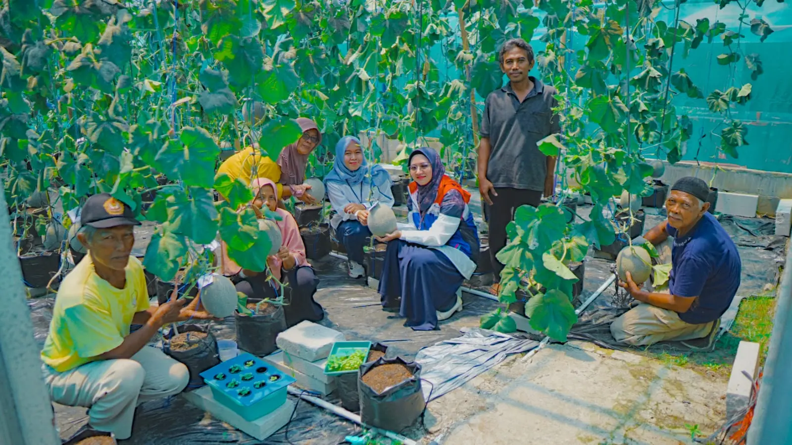 Kilang pertamina cilacap panen melon golden aroma 1
