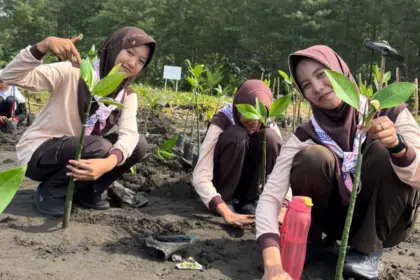 Menanam mangrove
