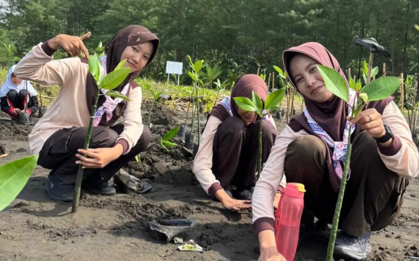 Menanam mangrove