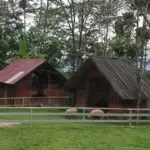 Bejo's Farm di Dayeuhluhur, Cilacao menjadi alternatif destinasi wisata keluarga. (Foto: Tangkapan layar TikTok @bejos.farm)
