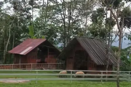 Bejo's Farm di Dayeuhluhur, Cilacao menjadi alternatif destinasi wisata keluarga. (Foto: Tangkapan layar TikTok @bejos.farm)