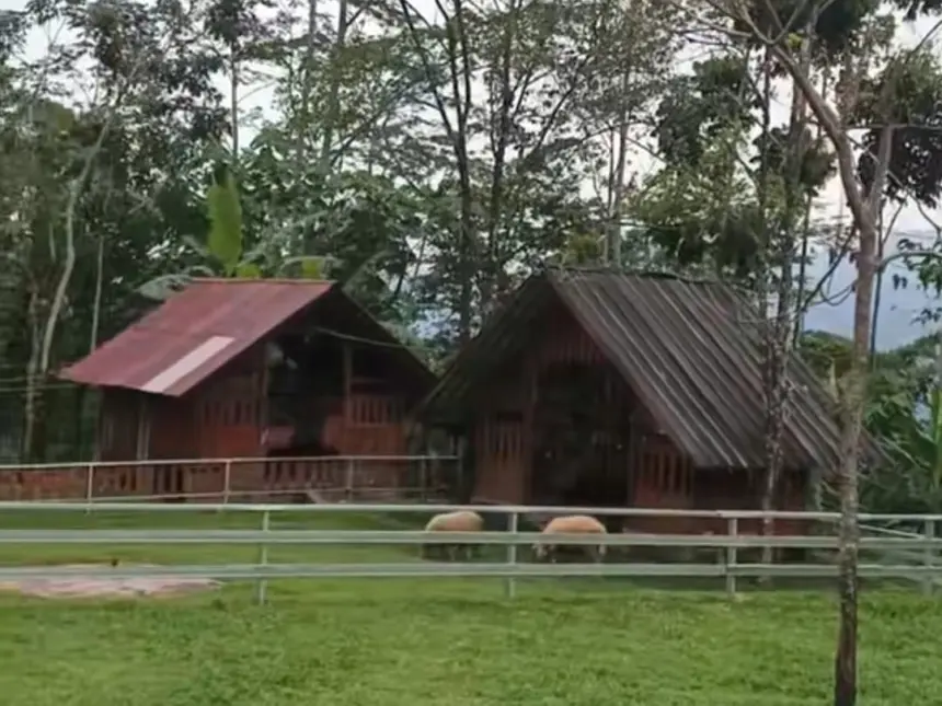 Bejo's Farm di Dayeuhluhur, Cilacao menjadi alternatif destinasi wisata keluarga. (Foto: Tangkapan layar TikTok @bejos.farm)