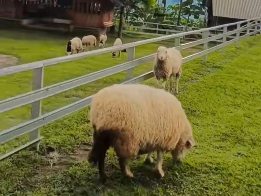 Bejo's Farm di Dayeuhluhur, Cilacao menjadi alternatif destinasi wisata keluarga. (Foto: Tangkapan layar TikTok @bejos.farm)