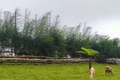 menggala ranch