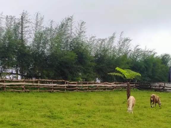 menggala ranch