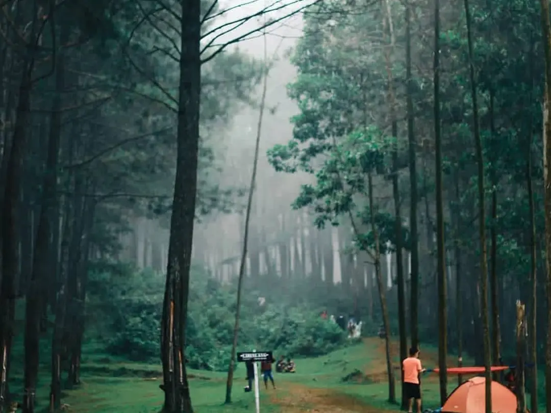 ​Spot aesthetic pohon pinus di Wisata Cibinuang, Majenang. (Foto: Tangkapan layar Instagram @wisata_cibinuang)