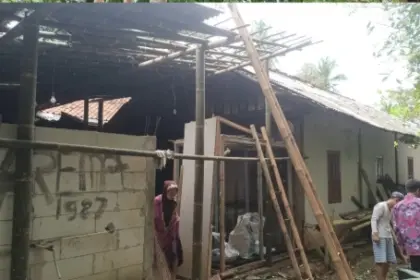 pohon tumbang