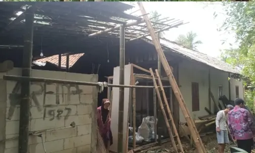 pohon tumbang