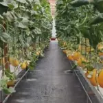 Wisata petik melon di Desa Pesanggrahan, Kroya, patut menjadi pilihan spot ngabuburit warga Cilacap. (Foto: Tangkapan layar TikTok @kampungprapen)