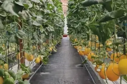 Wisata petik melon di Desa Pesanggrahan, Kroya, patut menjadi pilihan spot ngabuburit warga Cilacap. (Foto: Tangkapan layar TikTok @kampungprapen)