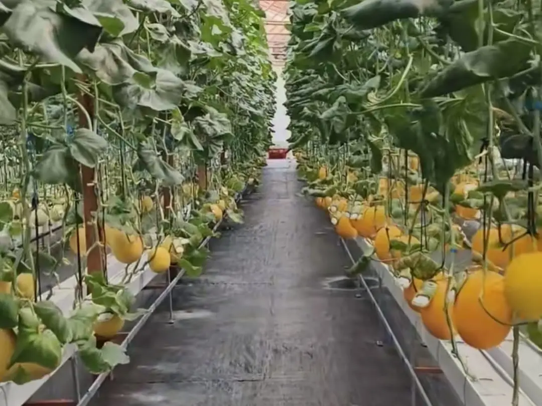 Wisata petik melon di Desa Pesanggrahan, Kroya, patut menjadi pilihan spot ngabuburit warga Cilacap. (Foto: Tangkapan layar TikTok @kampungprapen)