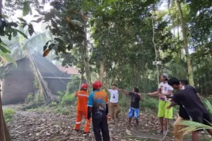 Pohon tumbang