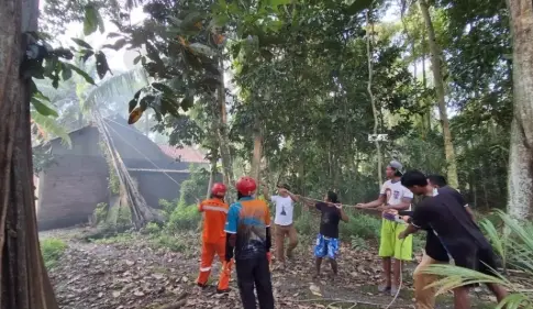 Pohon tumbang