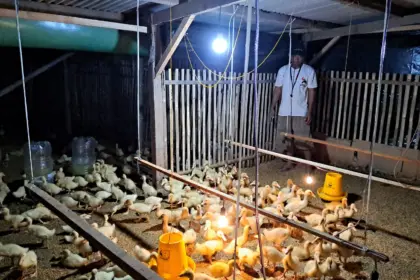 Bebek peking psi cilacap