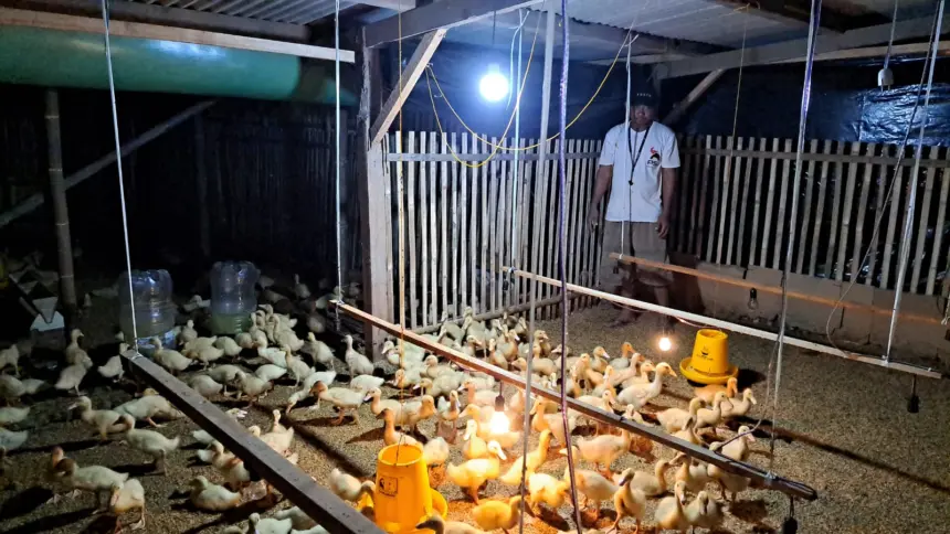 Bebek peking psi cilacap