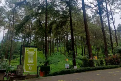 Hutan pinus Limpakuwus baturraden