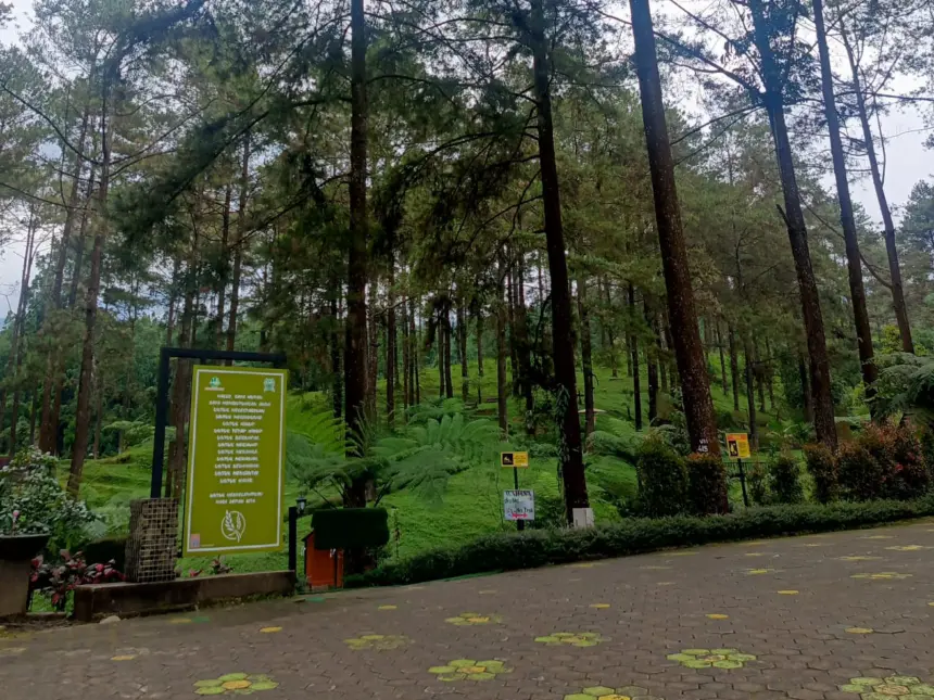 Hutan pinus Limpakuwus baturraden