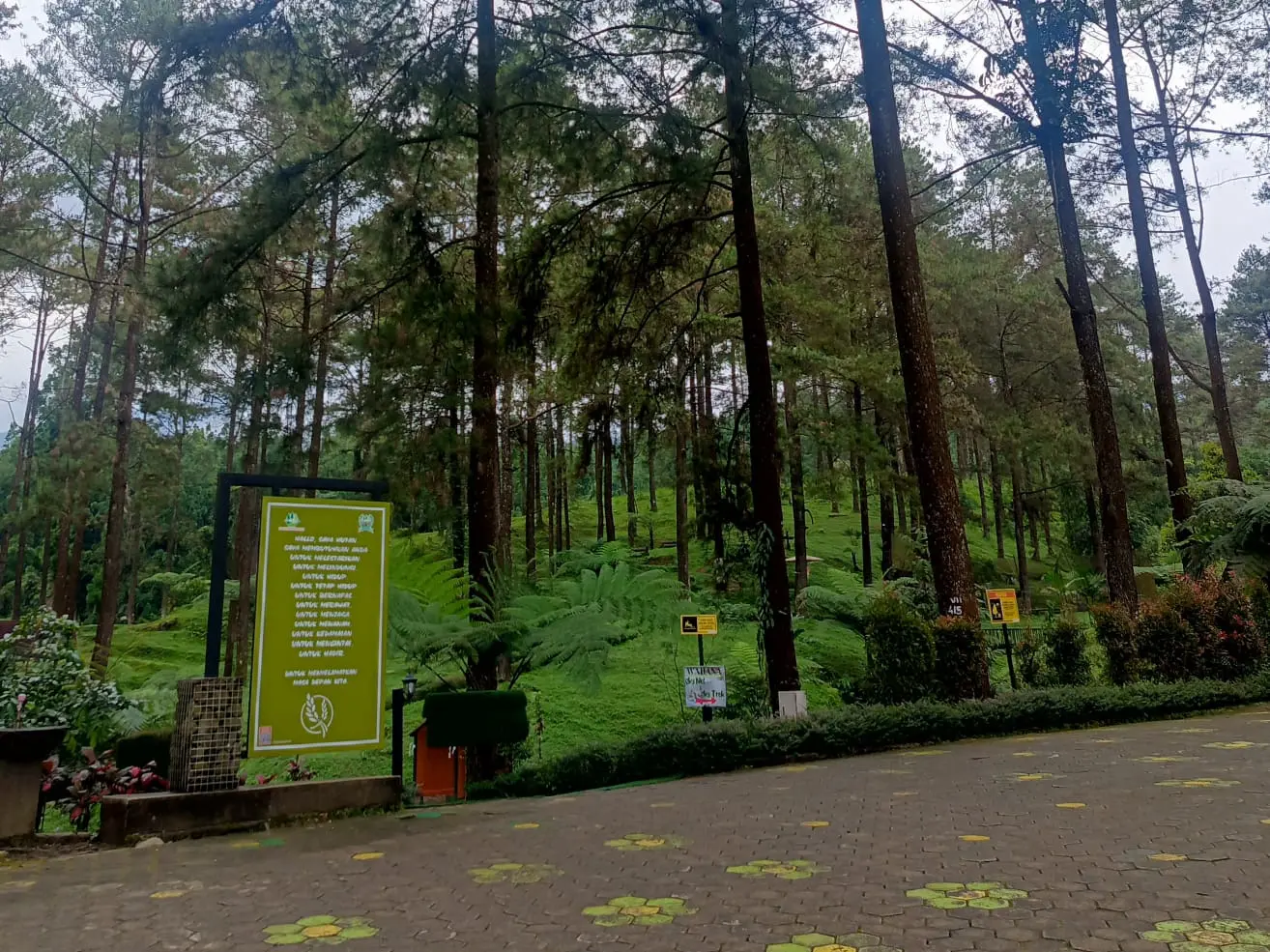 Hutan pinus Limpakuwus baturraden