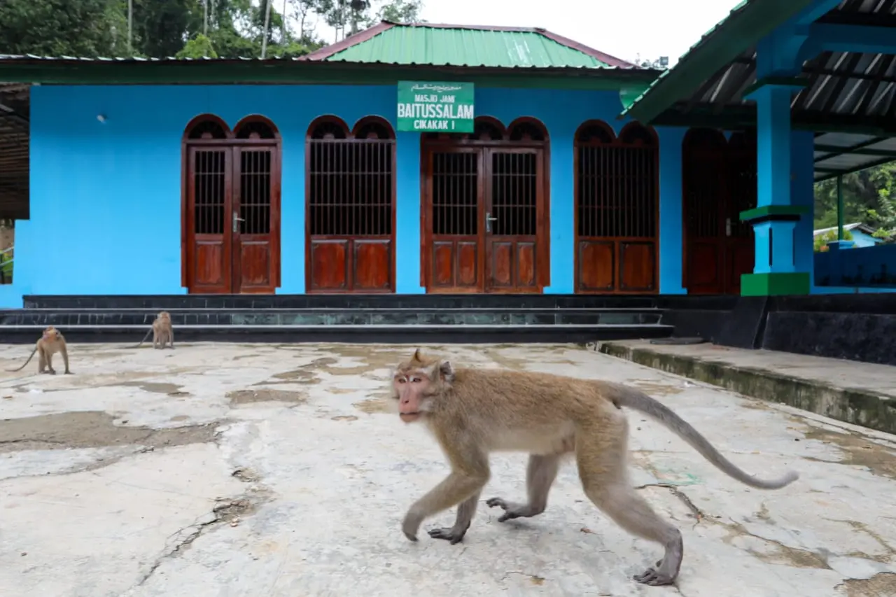 Masjid saka tunggal cikakak wangon banyumas