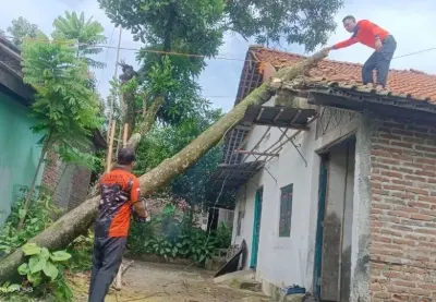 pohon roboh