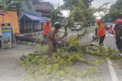 pohon tumbang