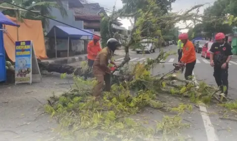 pohon tumbang