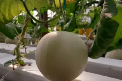 Wisata petik melon yu naning farm