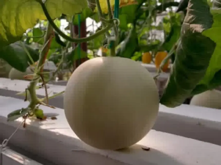 Wisata petik melon yu naning farm
