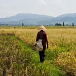 Hadapi Kamarau El Nino 2026, Cilacap Percepatan Tanam hingga Optimalisasi Pengairan