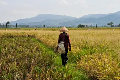 Hadapi Kamarau El Nino 2026, Cilacap Percepatan Tanam hingga Optimalisasi Pengairan