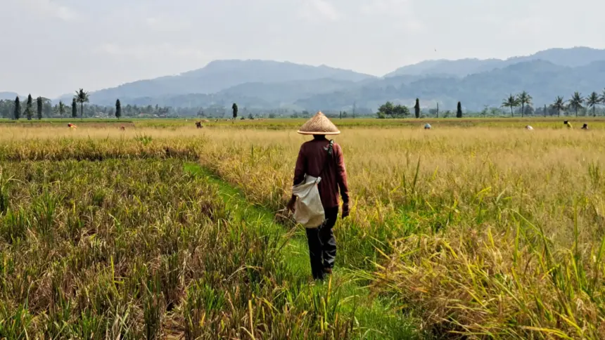 Hadapi Kamarau El Nino 2026, Cilacap Percepatan Tanam hingga Optimalisasi Pengairan