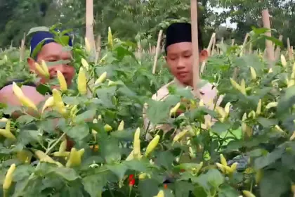 Kepala Ponpes Al Ijtihad Kemranjen, Tukiran Yatmo Suwito, bersama santrinya sedang memetik cabai yang dikelolanya, Rabu (15/04/2026).(Foto: Wahyu Sumantri)