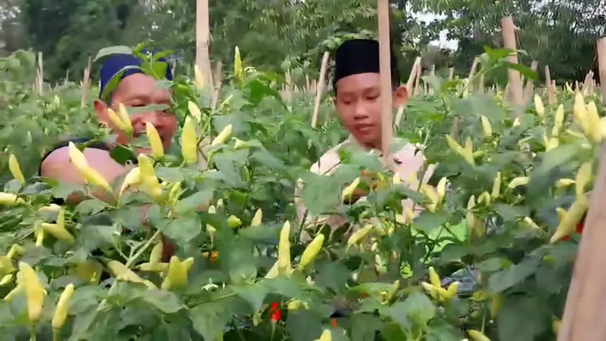 Kepala Ponpes Al Ijtihad Kemranjen, Tukiran Yatmo Suwito, bersama santrinya sedang memetik cabai yang dikelolanya, Rabu (15/04/2026).(Foto: Wahyu Sumantri)