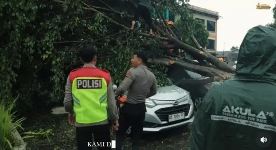 pohon tumbang