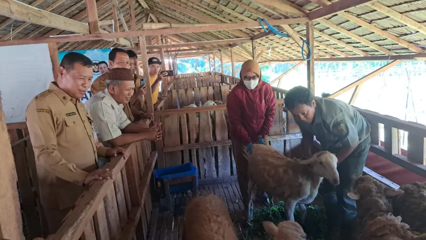 Baznas Cilacap Siapkan 250 Kambing untuk DAM Haji Jemaah 2026