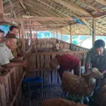 Jelang Iduladha 1447 H, Dispertan Cilacap Pastikan Hewan Kurban Sehat dan Melimpah