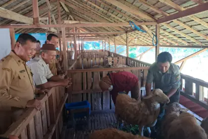 Jelang Iduladha 1447 H, Dispertan Cilacap Pastikan Hewan Kurban Sehat dan Melimpah