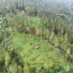 Kerusakan Hutan Hulu Sungai Merawu Picu Bencana di Banjarnegara