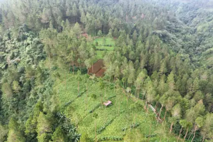 Kerusakan Hutan Hulu Sungai Merawu Picu Bencana di Banjarnegara