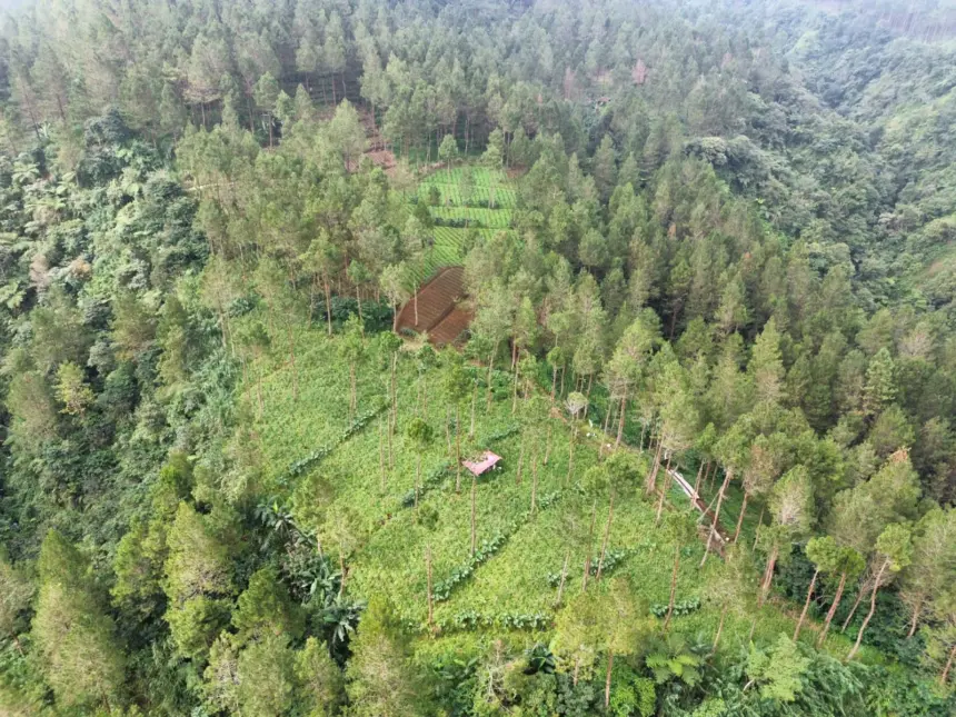 Kerusakan Hutan Hulu Sungai Merawu Picu Bencana di Banjarnegara