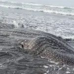 Heboh Paus Tutul Raksasa Terdampar di Pantai Nusawungu Cilacap