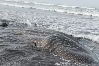 Heboh Paus Tutul Raksasa Terdampar di Pantai Nusawungu Cilacap