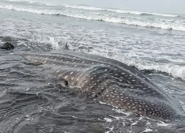 Heboh Paus Tutul Raksasa Terdampar di Pantai Nusawungu Cilacap