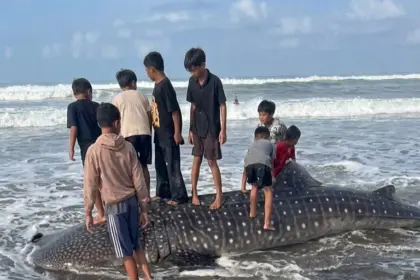 Paus tutul terdampar di Pantai Pagubugan Binangun Cilacap. (Dok Warga).