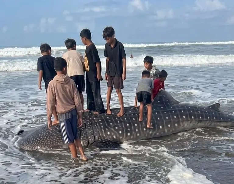 Paus tutul terdampar di Pantai Pagubugan Binangun Cilacap. (Dok Warga).