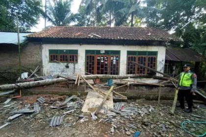 Pohon Kelapa Tumbang