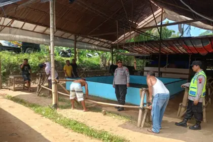sabung ayam