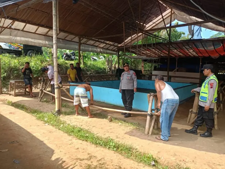 sabung ayam